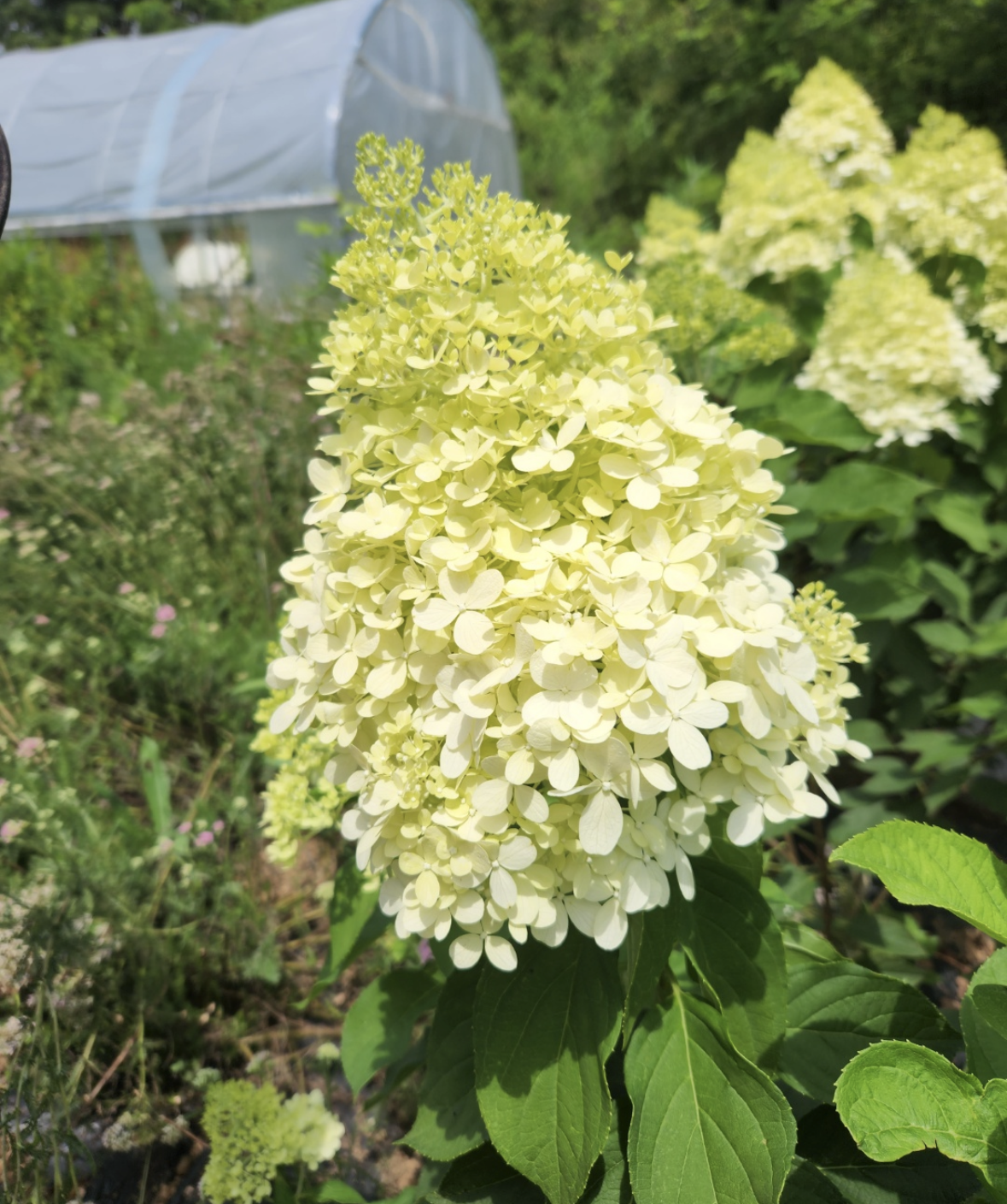 목수국 라임라이트